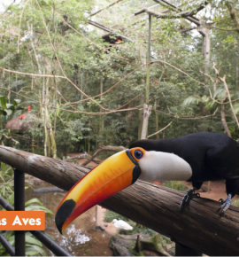 Férias nas Cataratas - Foz do Iguaçu - Argentina - Paraguai 